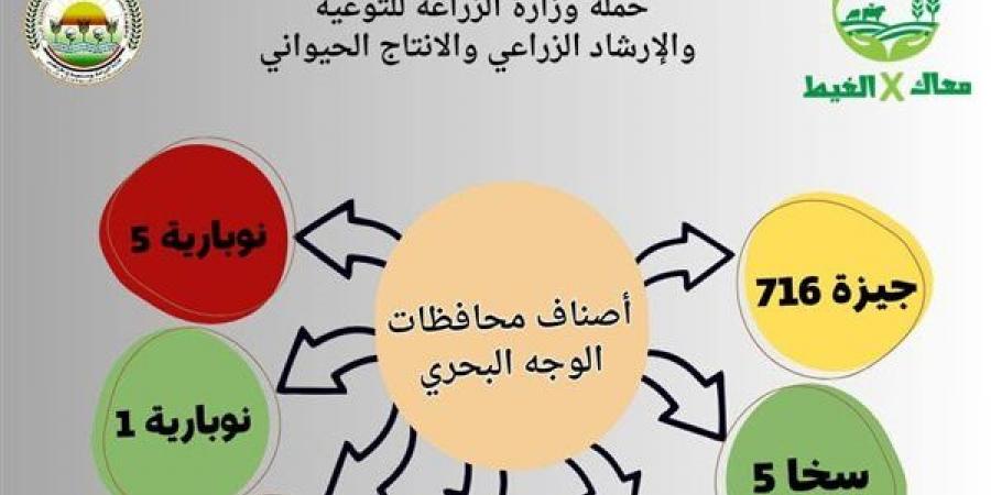 "الزراعة" تطلق حملة للتوعية بأصناف وطرق زراعة الفول - أخبار كلمتك